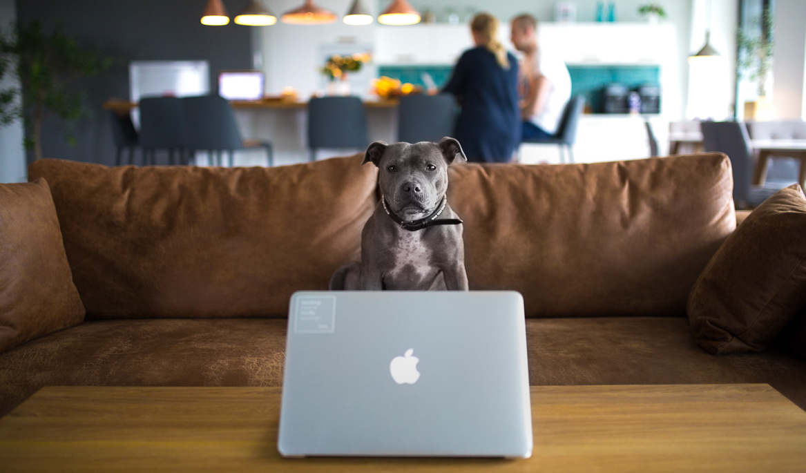 Bree - Scoro's office dog behind a macbook